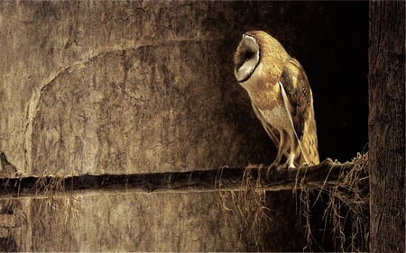 perched owl - beauty, photography, bird, wood, nature, pretty, wild, animal, owl