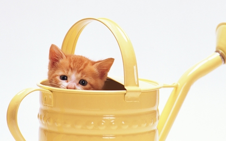 Kitten in a watering - cat, watering, animal, feline, pet, sweet, kitten