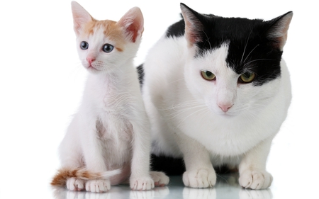 Mother and son - pet, mom, animal, son, kitten, feline, sweet, cat