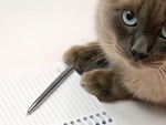 Cat writing