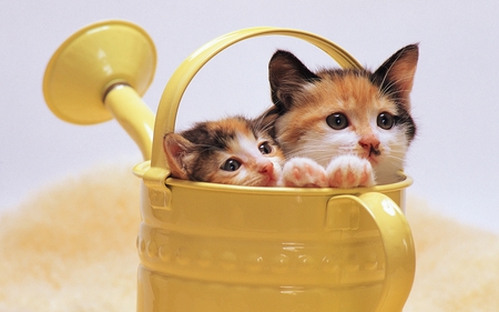 Cats in a watering - cat, watering, feline, pet, lovely, kitten, looking, animal, watering pot, sweet