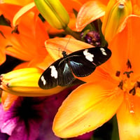 Butterfly in the Lillies