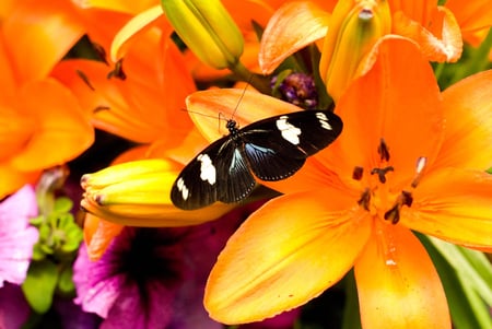 Butterfly in the Lillies - butterfly, orange, flowers, black, lillies