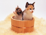 Kittens in a pot