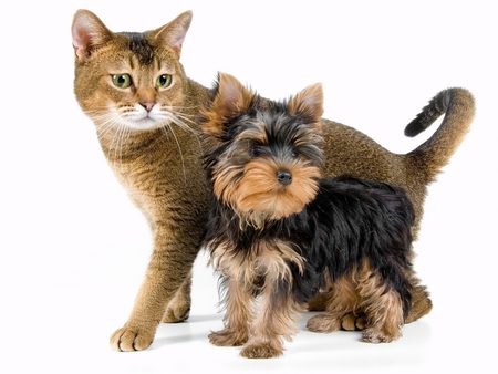 Friends - puppy, cat, feline, pet, freind, kitten, dog, animal, sweet