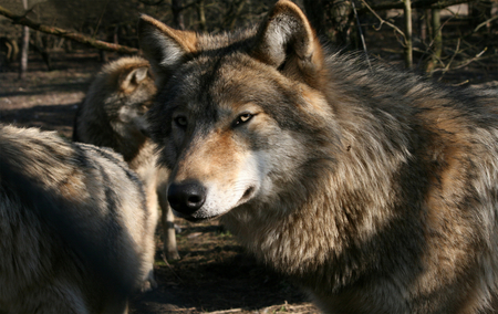 grey wolf - animal, wolf, photography, wild