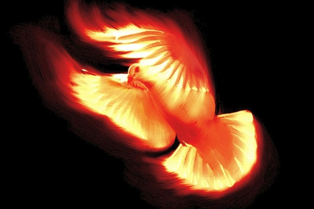 Burning Bird - picture, burning, cool, bird