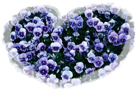 Pansies - pansy, flowers, violet, panselute, pansies