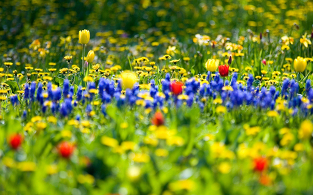 Standing Tall - flowers, red, tulips, blue