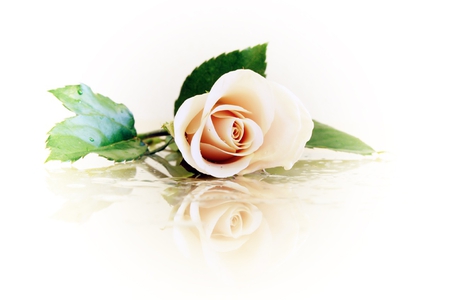 Rose - flower, roses, rose, flowers, nature