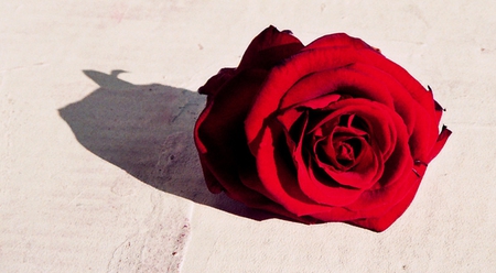 Red Rose - red, flower, roses, rose, flowers, nature