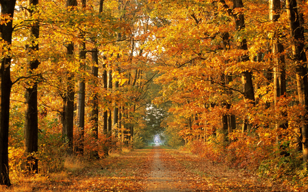 Path Way - trees, road, colors, autumn