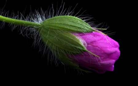 Bud - green, bud, flower, pink