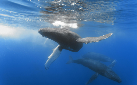 Humpback Whale - fins, whale, gray, large