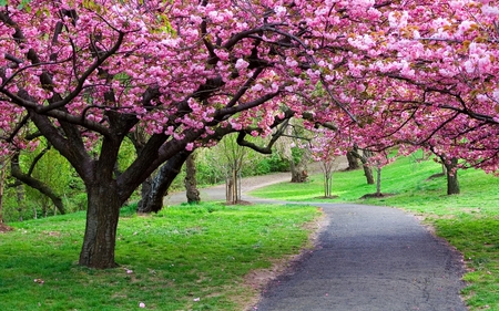 Cherry Tree - trees, park, cherry, path, spring, blossoms, pink, tree, cherry blossoms, grass