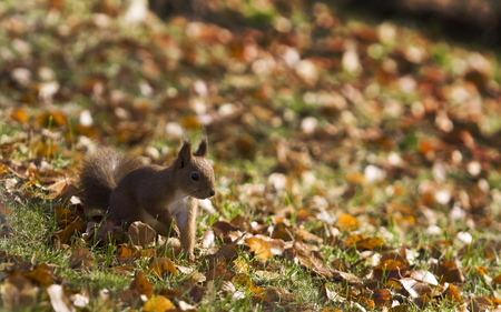 Waiting - leaves, fur, squirrel, grass