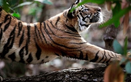 Tiger - tiger, animals, new, wall