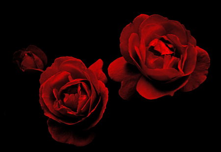 The Red Sisters - still life, black background, roses, red