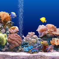 Coral reefs