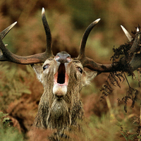 Red Deer Buck 1