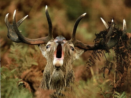 Red Deer Buck 1 - sierra, photography, photo, jorge sierra, rut, animal, deer, red deer, wildlife