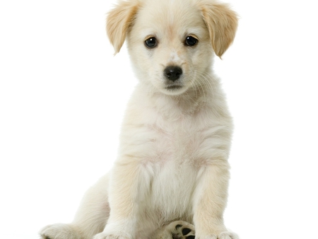 White puppy - puppy, animal, dog, pet