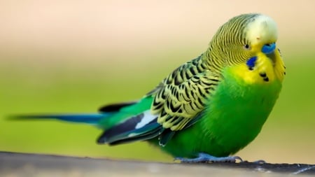 Green parrot - australian, animal, bird, parrot