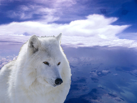 Arctic Beauty - wolf, blur, animals, dogs, arctic, other