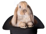 Rabbit in hat