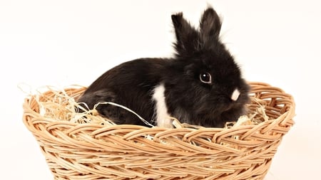 Black bunny in basket - basket, rodent, animal, hare, sweet