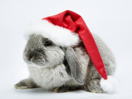 Sweet bunny - hare, hat, rodent, holiday, animal, sweet, christmas