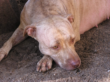 CHEETARA RESTING - dog, rednose, resting, pitbull