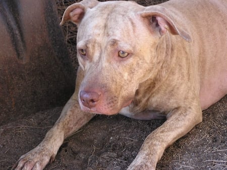 CHEETARA UP CLOSE - CANINE, pitbull, rednose, dog, terrier