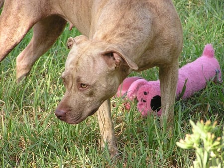 MY PINK BOBO - pitbull, rednose, dog, pink, terrier