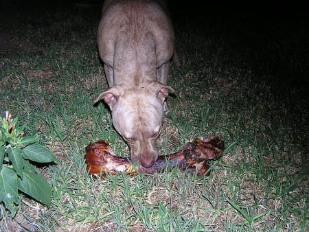 MY KIND OF TREAT...YUM YUM - pitbull, treat, dog, bone, terrier