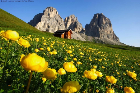 Cottage on the slope - cottage, nature, slope, yellow flowers, mountain