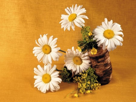 Daisies - white, nature, orange, flowers, daisies, flower