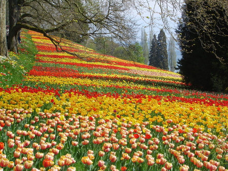 Flourishing Colourful Fields.. - flourishing, tulips, fields, colourful