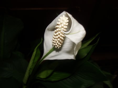 White Flower - plant, white, nature, flower