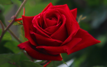 Â» Red Rose Â« - nature, flowers, rose, red