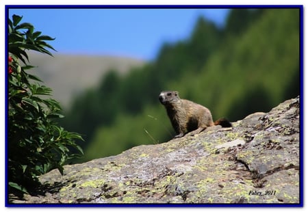 A marmot for Jakii - nature, cute, marmot, mountains, rocks, vegetations, animals