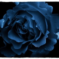 Blue Rose