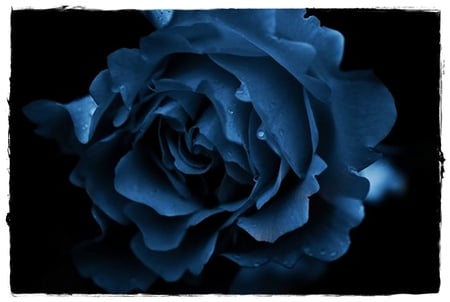 Blue Rose