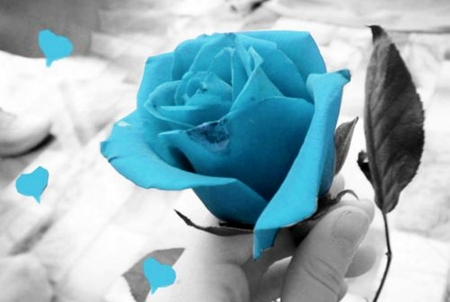 Blue Rose - flowers, flower, rose, blue