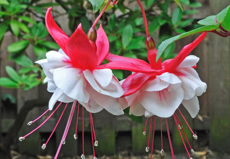 Fushia - nature, garden, fushia, flower