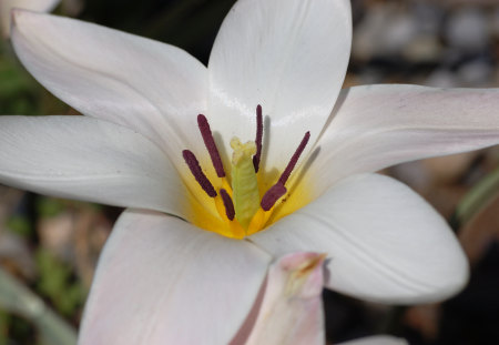 Tulipa - tulipa, flower, marco, nature