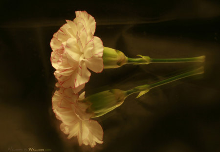 Carnation - nature, art, carnation, reflection, digital, flower