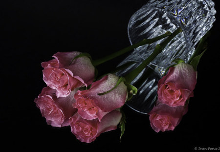 Requiem - roses, reflection, pink, requiem, still life, vase