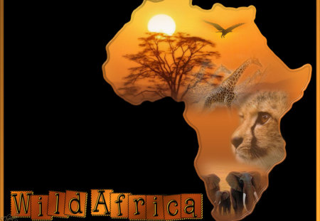 Wild Africa - cheetah, sunset, africa, wild