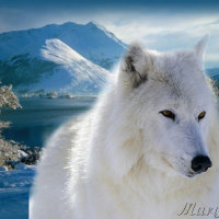 White Wolf